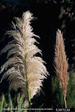 APII jpeg image of Cortaderia selloana  © contact APII