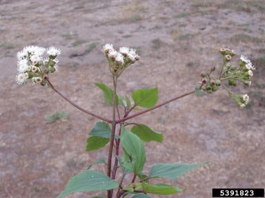 APII jpeg image of Ageratina adenophora  © contact APII