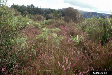 APII jpeg image of Calluna vulgaris  © contact APII