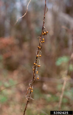 APII jpeg image of Paederia foetida  © contact APII