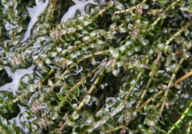 APII jpeg image of Elodea canadensis  © contact APII