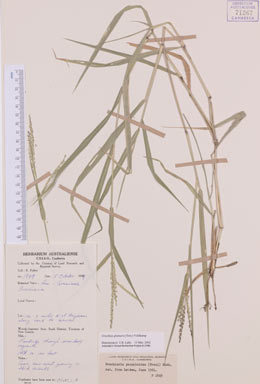 APII jpeg image of Urochloa glumaris  © contact APII