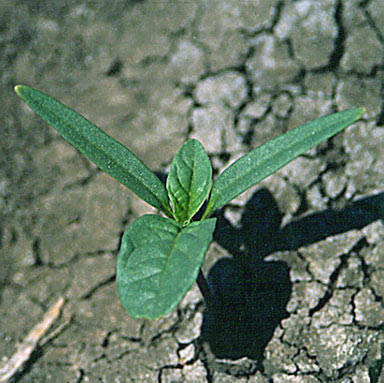 APII jpeg image of Datura ferox  © contact APII