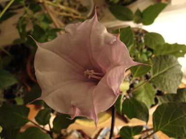 APII jpeg image of Datura metel  © contact APII