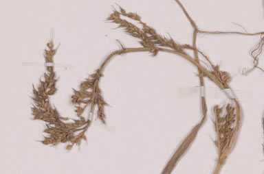 APII jpeg image of Echinochloa stagnina  © contact APII