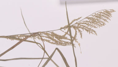 APII jpeg image of Eriochloa polystachya  © contact APII