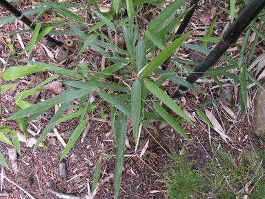 APII jpeg image of Phyllostachys nigra  © contact APII