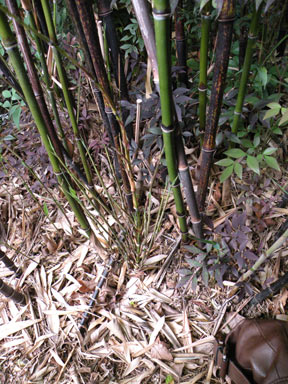 APII jpeg image of Phyllostachys nigra  © contact APII