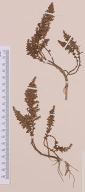 APII jpeg image of Rotala indica  © contact APII