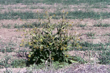 APII jpeg image of Sisymbrium thellungii  © contact APII