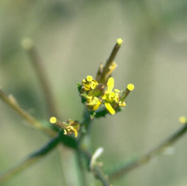 APII jpeg image of Sisymbrium thellungii  © contact APII