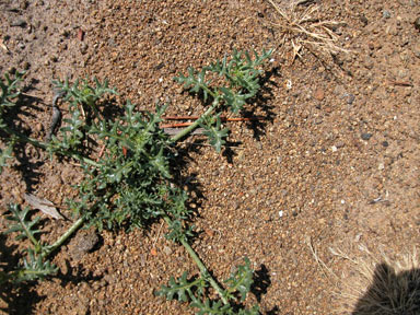 APII jpeg image of Solanum triflorum  © contact APII