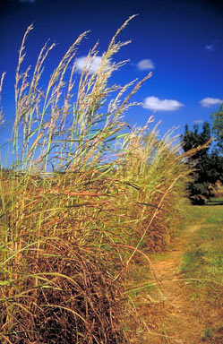 APII jpeg image of Andropogon gayanus 'Kent'  © contact APII