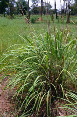 APII jpeg image of Andropogon gayanus 'Kent'  © contact APII