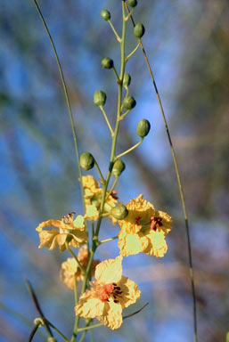 APII jpeg image of Parkinsonia aculeata  © contact APII