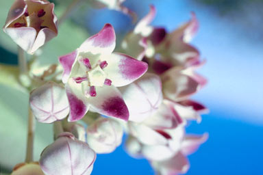 APII jpeg image of Calotropis procera  © contact APII