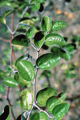 APII jpeg image of Ziziphus mauritiana  © contact APII