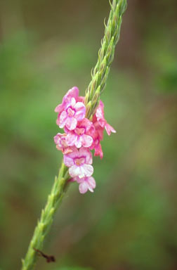 APII jpeg image of Stachytarpheta mutabilis  © contact APII