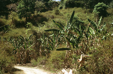 APII jpeg image of Chromolaena odorata  © contact APII