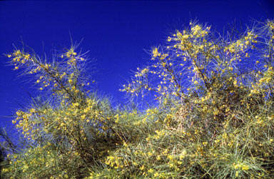 APII jpeg image of Parkinsonia aculeata  © contact APII