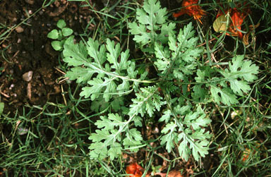 APII jpeg image of Parthenium hysterophorus  © contact APII