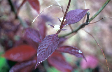 APII jpeg image of Alternanthera dentata 'Rubra'  © contact APII