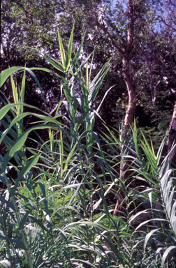 APII jpeg image of Arundo donax  © contact APII