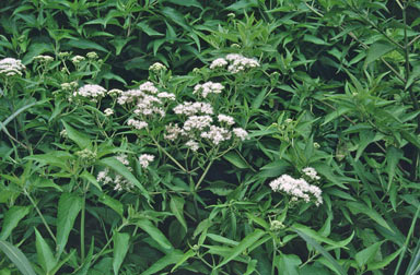 APII jpeg image of Austroeupatorium inulaefolium  © contact APII