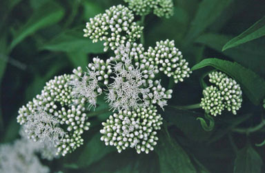 APII jpeg image of Austroeupatorium inulaefolium  © contact APII