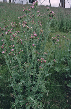 APII jpeg image of Carduus tenuiflorus  © contact APII