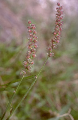 APII jpeg image of Cenchrus echinatus  © contact APII