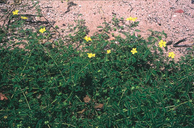 APII jpeg image of Tribulus cistoides  © contact APII