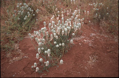 APII jpeg image of Ptilotus macrocephalus  © contact APII