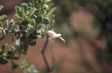 APII jpeg image of Eremophila forrestii  © contact APII