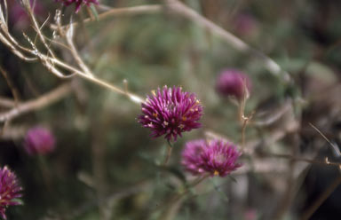 APII jpeg image of Gomphrena canescens subsp. canescens  © contact APII