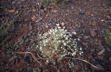 APII jpeg image of Gomphrena cunninghamii  © contact APII