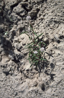 APII jpeg image of Gomphrena pusilla  © contact APII