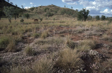 APII jpeg image of Gomphrena canescens subsp. canescens  © contact APII