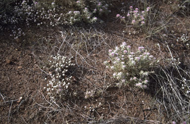 APII jpeg image of Gomphrena canescens subsp. canescens  © contact APII