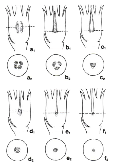 floral structure