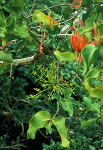 Viscum capitellatum, click to enlarge