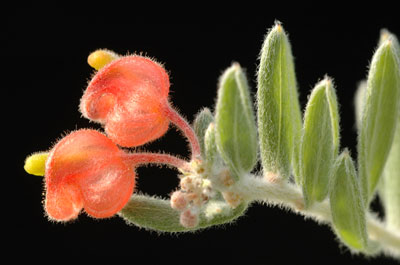 Grevillea saccata