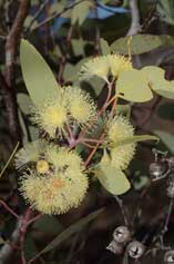 Eucalyptus oxymitra