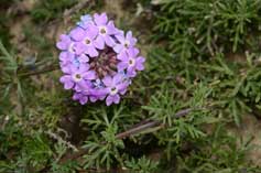 Verbena aristigera