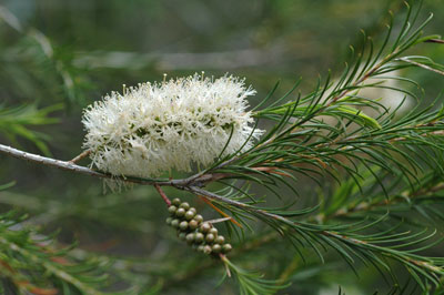 Melaleuca armillaris