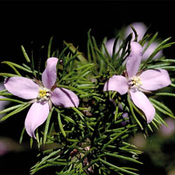 Boronia subulifolia