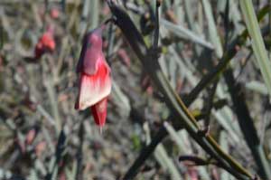 Bossiaea walkeri