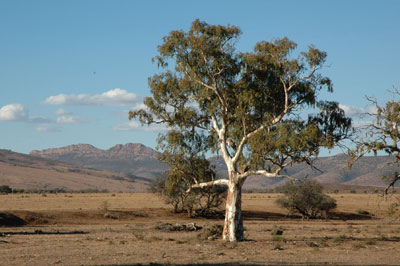 red gum normal