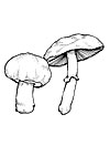 Agaricus campestris