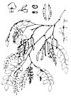 Robinia pseudoacacia